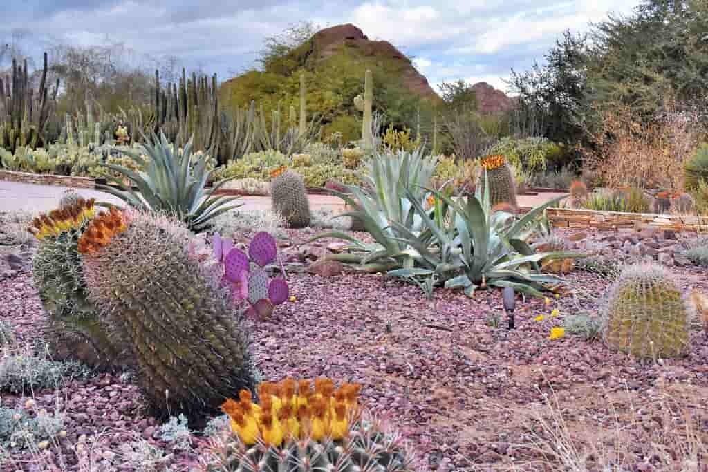 Free things to do in Phoenix, Desert Botanical Garden